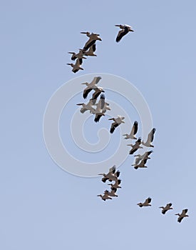 A flock of pelicans in flight against a blue sky