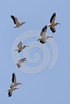 A flock of pelicans in flight against a blue sky