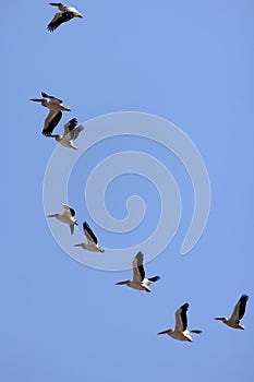 A flock of pelicans in flight against a blue sky