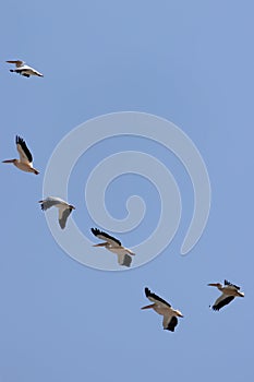 A flock of pelicans in flight against a blue sky