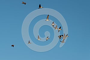 Flock of pelicans in flight at Anastasia State Park