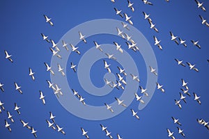 Flock of pelicans in Flight over Pensacola, Gulf Island FL