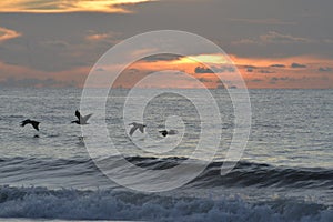A flock of pelicans fly along the Amelia Island coast as daylight begins to break