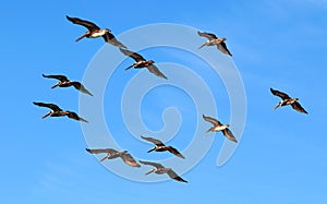 Flock of pelicans in geometric order on a background of bright blue sky.