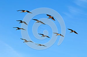 Flock of pelicans in geometric order on a background of bright blue sky.