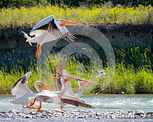 Flock of pelicans landing on the marsh.