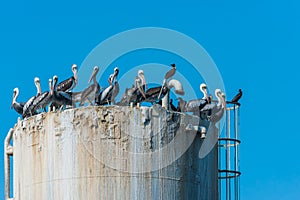 Flock pelicans on oil rig peruvian coast Piura Peru