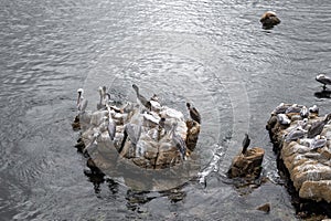 Flock of pelicans perching on rocks amidst Monterey bay at coastline