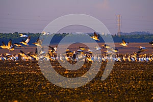 A flock of Pelicans resting on a field in Kibbutz Kfar Glikson in northwest Israel.