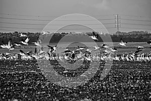 A flock of Pelicans resting on a field in Kibbutz Kfar Glikson in northwest Israel.