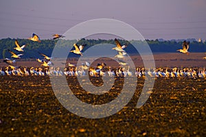 A flock of Pelicans resting on a field in Kibbutz Kfar Glikson in northwest Israel.