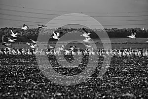 A flock of Pelicans resting on a field in Kibbutz Kfar Glikson in northwest Israel.