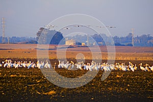 A flock of Pelicans resting on a field in Kibbutz Kfar Glikson in northwest Israel.