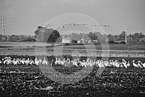 A flock of Pelicans resting on a field in Kibbutz Kfar Glikson in northwest Israel.