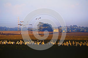 A flock of Pelicans resting on a field in Kibbutz Kfar Glikson in northwest Israel.