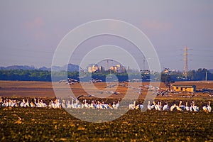 A flock of Pelicans resting on a field in Kibbutz Kfar Glikson in northwest Israel.