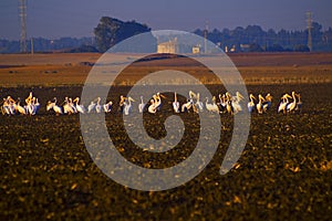 A flock of Pelicans resting on a field in Kibbutz Kfar Glikson in northwest Israel.