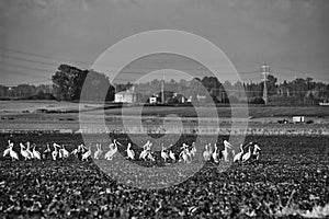 A flock of Pelicans resting on a field in Kibbutz Kfar Glikson in northwest Israel.