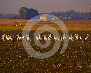 A flock of Pelicans resting on a field in Kibbutz Kfar Glikson in northwest Israel.