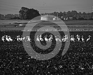 A flock of Pelicans resting on a field in Kibbutz Kfar Glikson in northwest Israel.