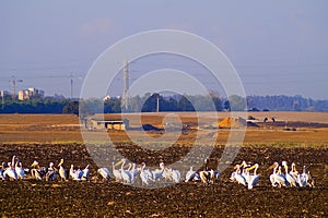 A flock of Pelicans resting on a field in Kibbutz Kfar Glikson in northwest Israel.