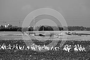 A flock of Pelicans resting on a field in Kibbutz Kfar Glikson in northwest Israel. photo