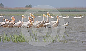 Flock of pelicans and spoonbils