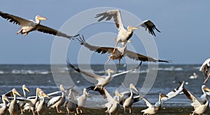 Flock of pelicans taking flight at Sahalin