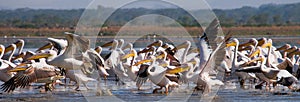 A flock of pelicans taking off from the water. Lake Nakuru. Kenya. Africa.