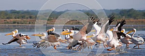 A flock of pelicans taking off from the water. Lake Nakuru. Kenya. Africa.