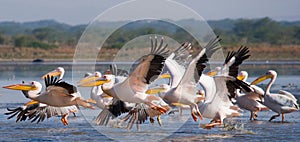 A flock of pelicans taking off from the water. Lake Nakuru. Kenya. Africa.