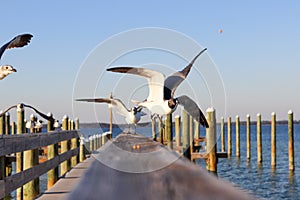 Flock of pelicans taking off from a wooden dock by the sea