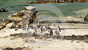 A flock of penguins on the ocean in South Africa, Cape Town.