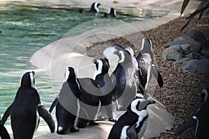 A flock of penguins at Zoo