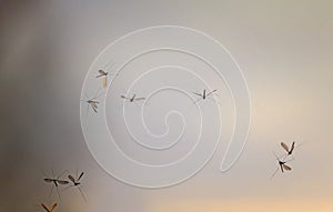 flock of pesky mosquito insects curls against the backdrop of