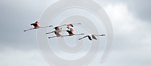 flock of Phoenicopterus roseus in flight, Greater flamingo