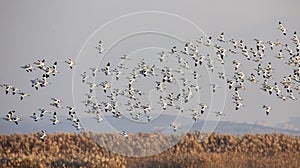 Flock of Pied Avocet in Flight