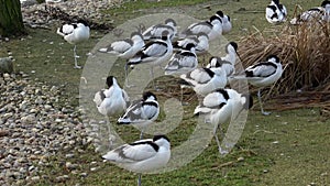 Flock of Pied avocets, black and white wader bird Recurvirostra avosetta