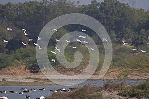 Flock of Pied Avocets Flying
