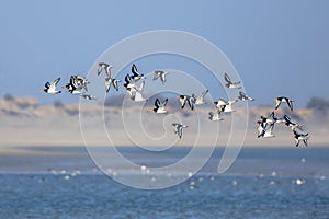 Flock of Pied Ostercatcher