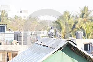 A flock of pigeon bathing in the sun in  mumbai city