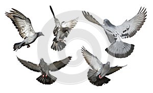 Flock of pigeon flying isolated