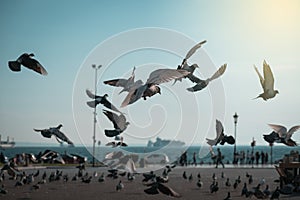 Flock of pigeons