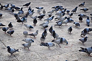 Flock of pigeons