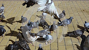 Flock of pigeons