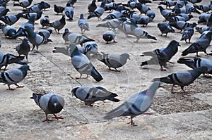 Flock of pigeons