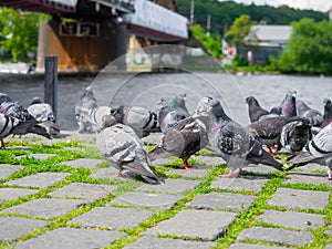 Flock of pigeons