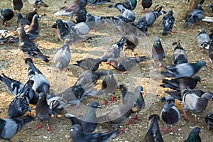 Flock of pigeons