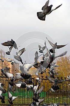 Flock of Pigeons