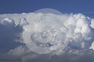 Flock of pigeons above a cloud formation